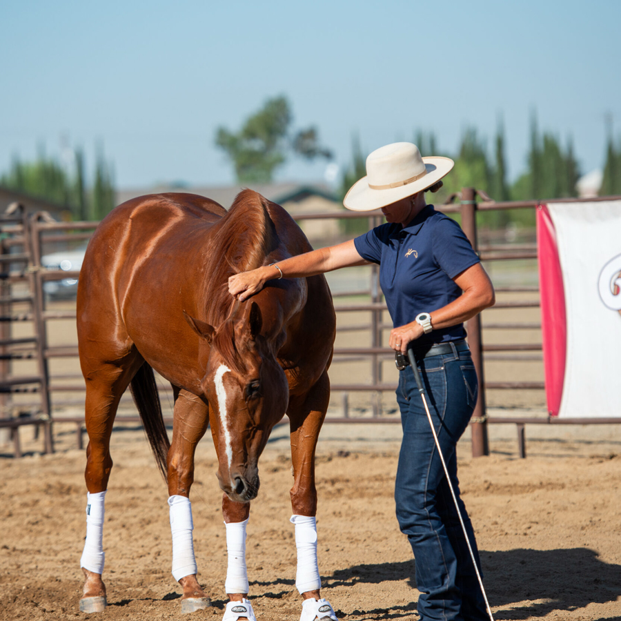 Sq-900-gallery_0000_Layer 23