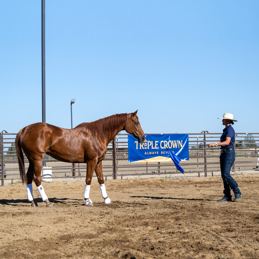 Sq-900-gallery_0001_Layer 22