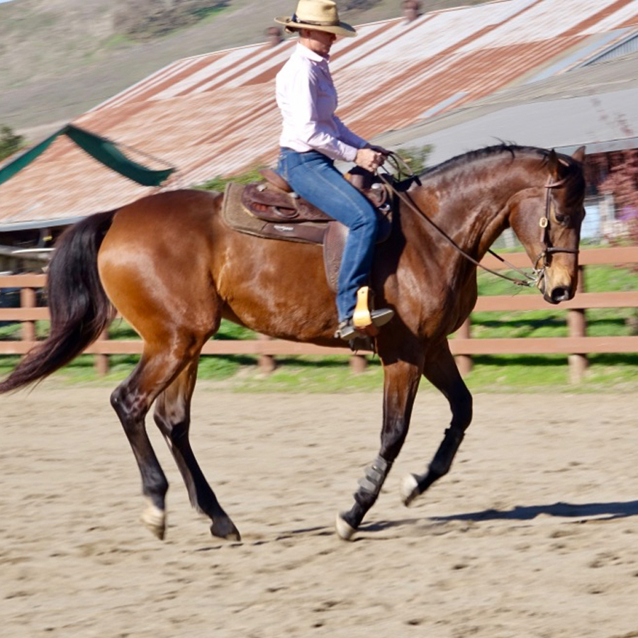 Sq-900-gallery_0011_Layer 12