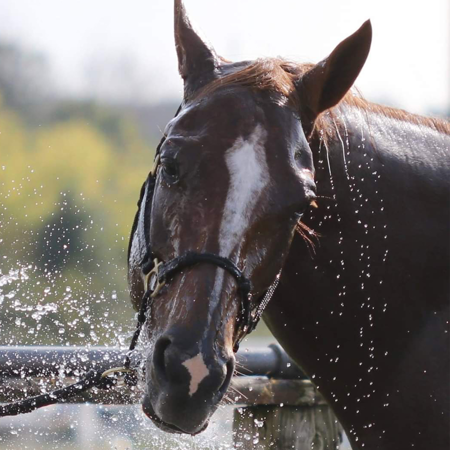 Sq-900-gallery_0020_Layer 3